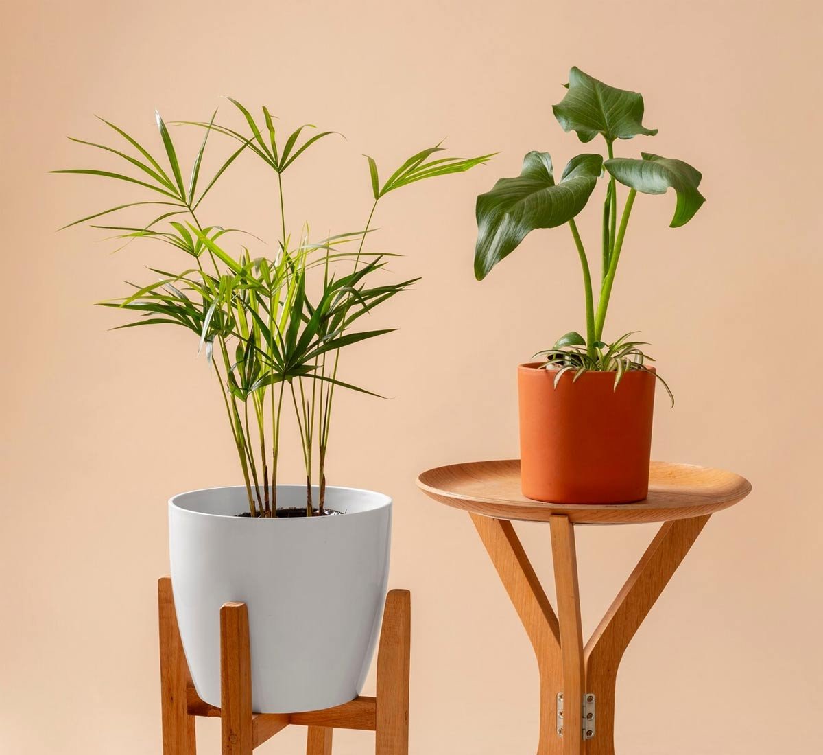 A Peaceful Voice Room For Words